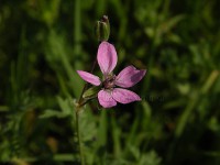 /album/fiori-selvatici/geranium-robertianum-luglio-jpg/